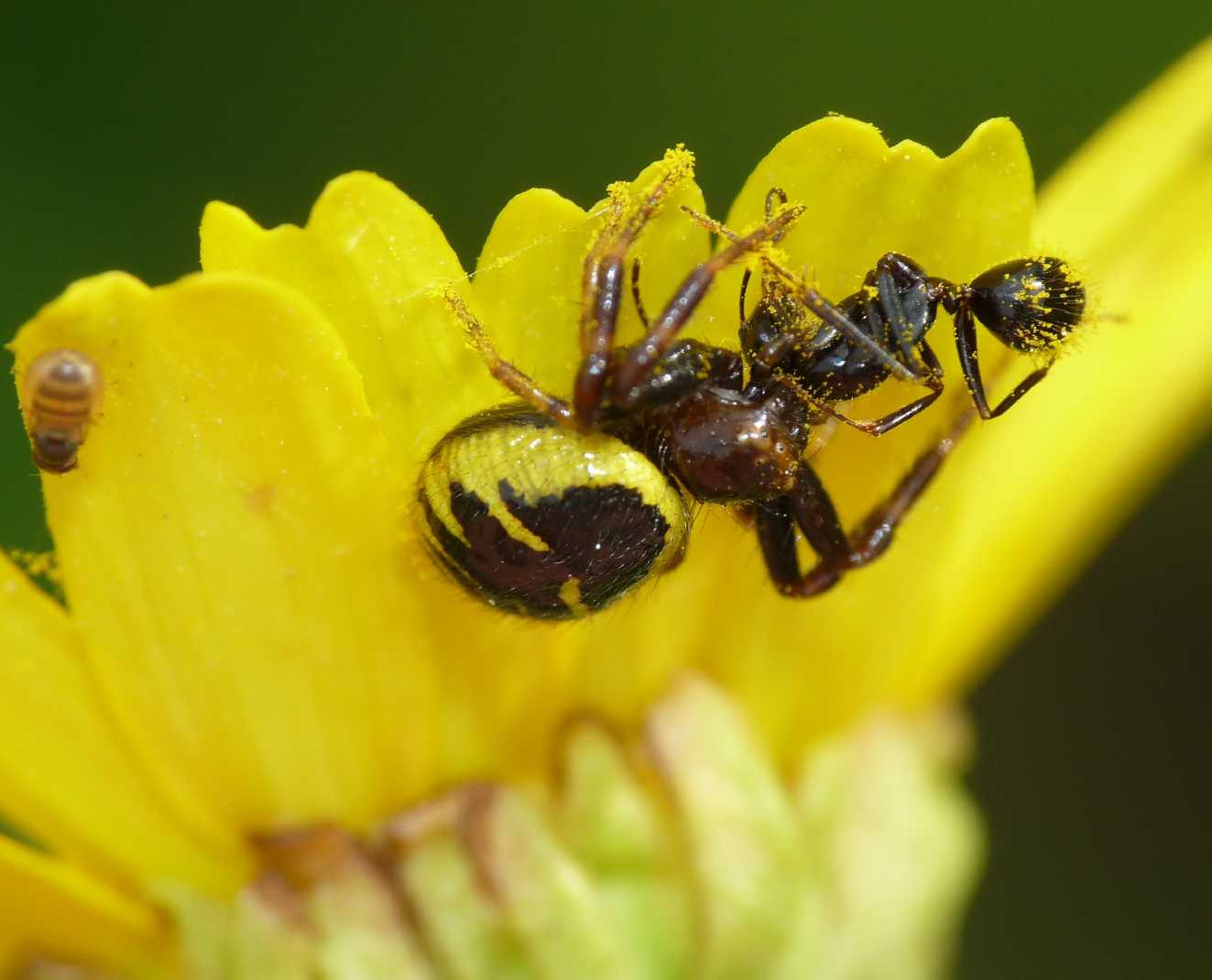 Moschine opportuniste - Milichiidae, Desmometopa sp.